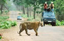  Tadoba Andhari Tiger 